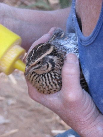 A little mustard with your quail?  Cleopatra being treated.