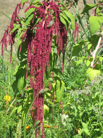Love-Lies-Bleeding amaranth is a dramatic addition to your garden... ask a bird!