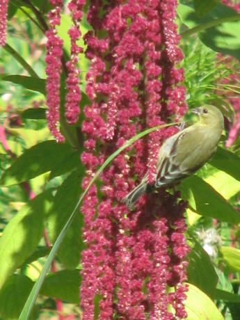 One of our Finch Frolic Finches feeding!