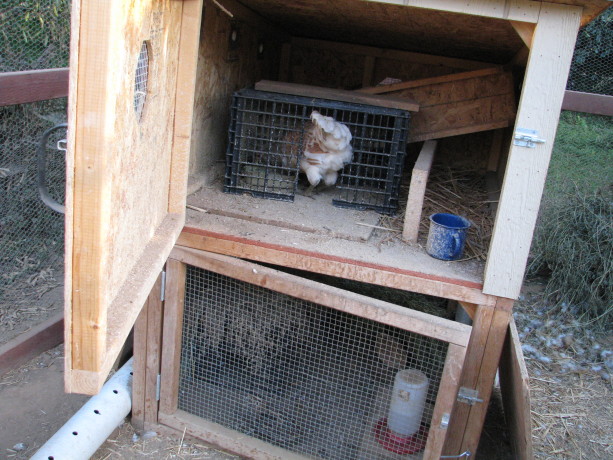 Belle eats upstairs in the quail coop.  A crate helps keep her food from being raided by other hens.