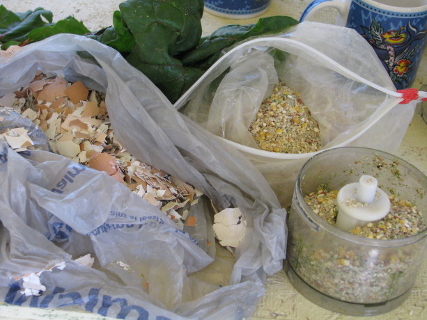 Lay pellets, egg shells, oyster shell, cracked corn, and greens are ground up then mixed with water for Belle's mush.