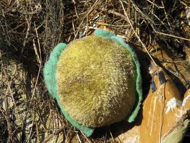 A coyote-delivered squeaky toy.  It has since had its squeaker removed, and been slowly shredded by visiting coyotes.