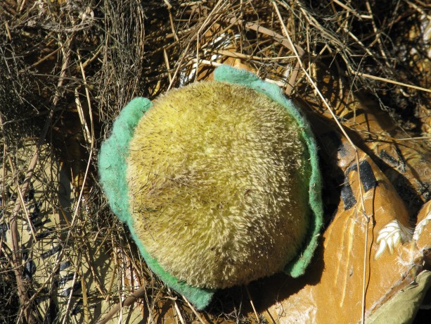 A coyote-delivered squeaky toy. It has since had its squeaker removed, and been slowly shredded by visiting coyotes.