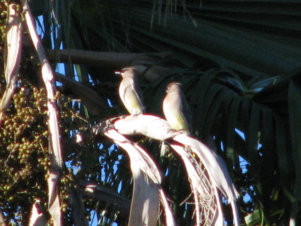 Ceder waxwings (my favorite bird) in the big palm.