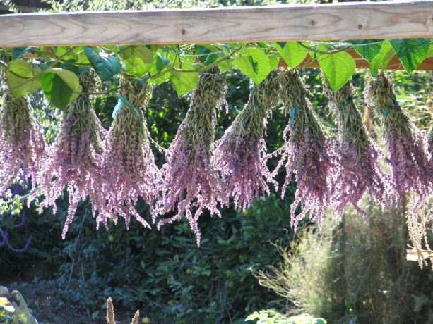Mexican bush sage hanging up to dry.