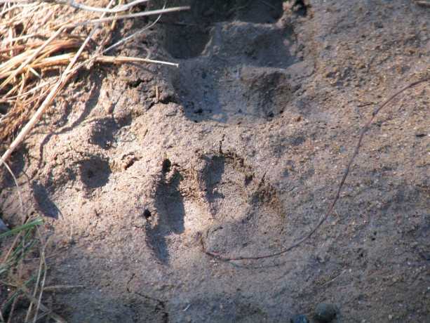 Coyote pawprints by the pond where they stopped for a drink. Dog pawprints have nails; cat (mountain lion!) pawprints don't because their nails retract.