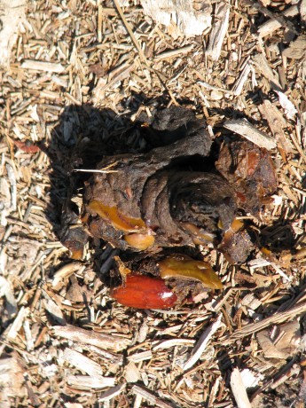 Sorry.  Yes, it is coyote scat.  Notice the seeds.  