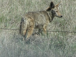 A coyote from some years back.