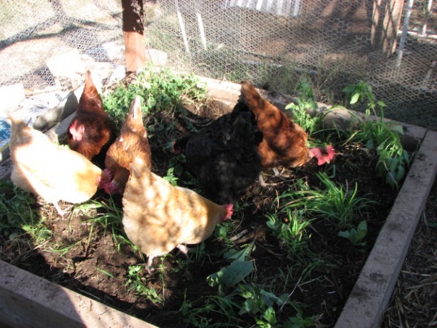The girls helping prepare the soil before planting.
