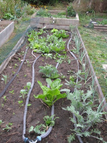The raised beds.