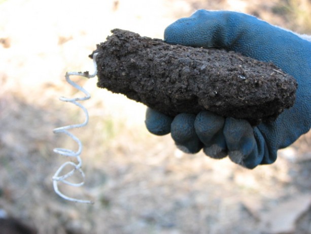 We are wealthy in clay. A Bermuda grass root hangs like a piglet's tail from this clump.