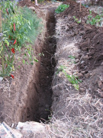 The soil was good for about ten inches, then we hit clay.