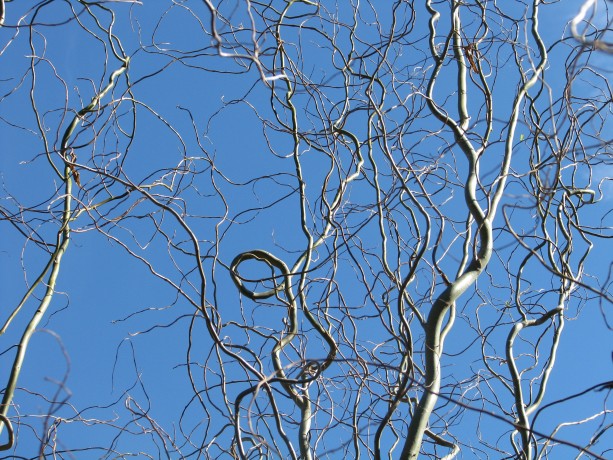 Curly willow is beautiful on its own.