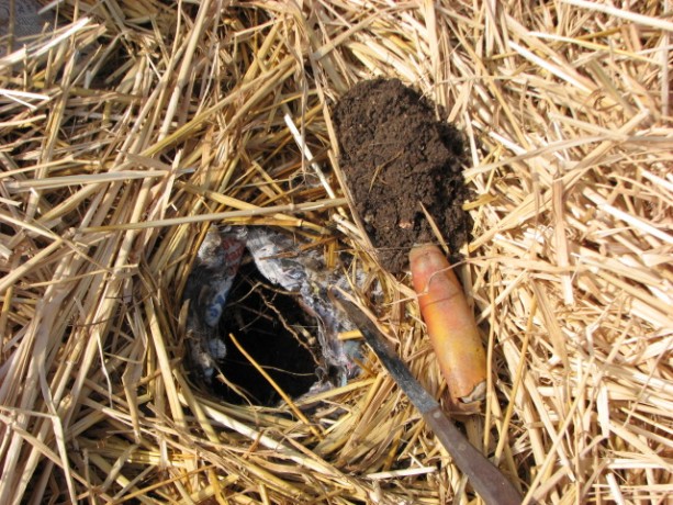 Insert a trowel through the hole and scoop out some dirt.