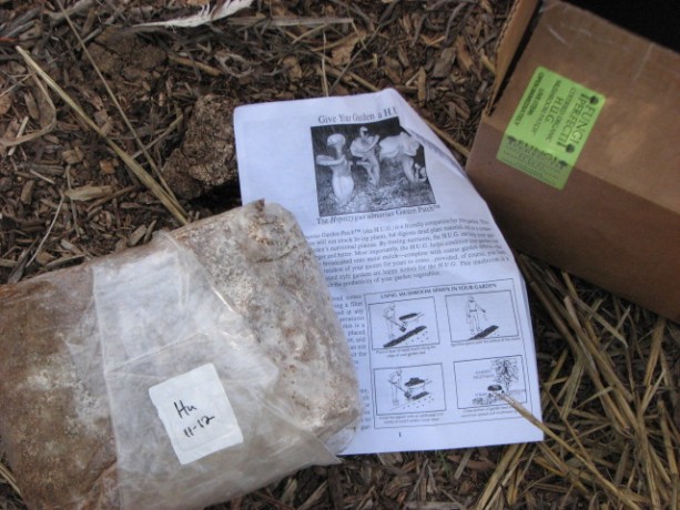 The oyster mushroom kit, or H.U.G.  You'll have to visit Fungi Perfecti to read up on it.