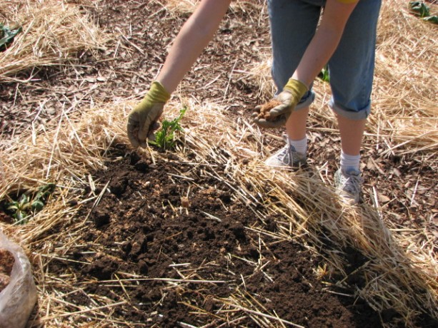 Sprinkling spore-filled  sawdust over the soil.