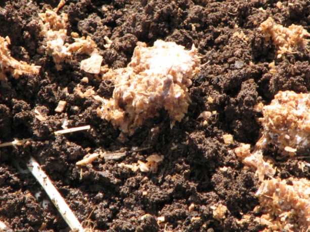 The fungi will immediately begin to colonize the  wet soil.
