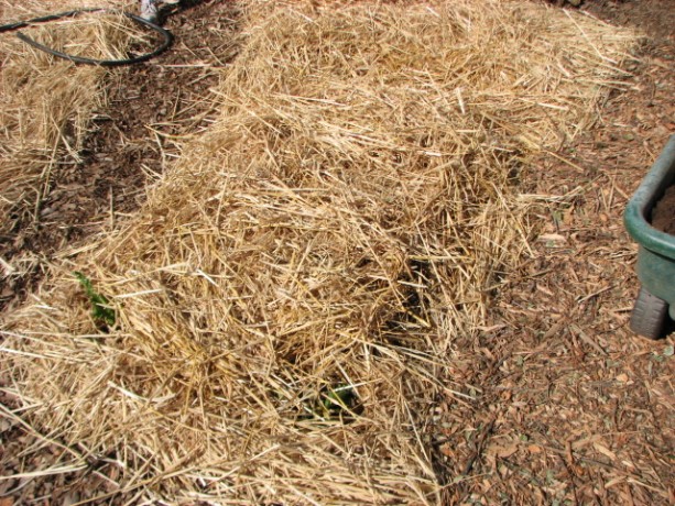 Straw is over the top and watered.  We can continue to plant in the beds  as the fungus does its magic.