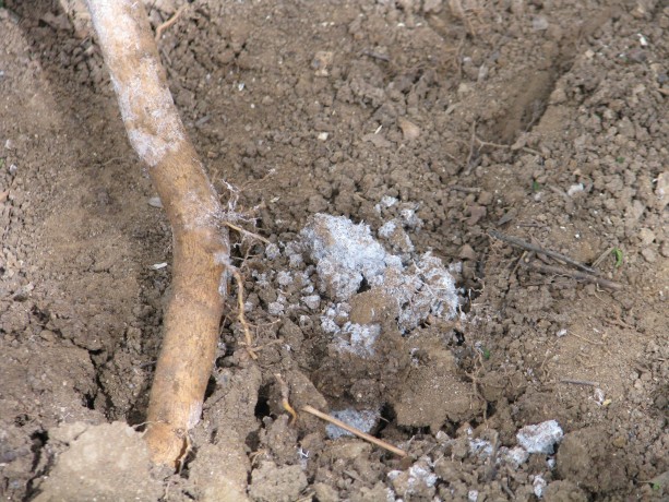 Mycelium is already busy around the roots of the lime and ash trees, even in this dry ground.