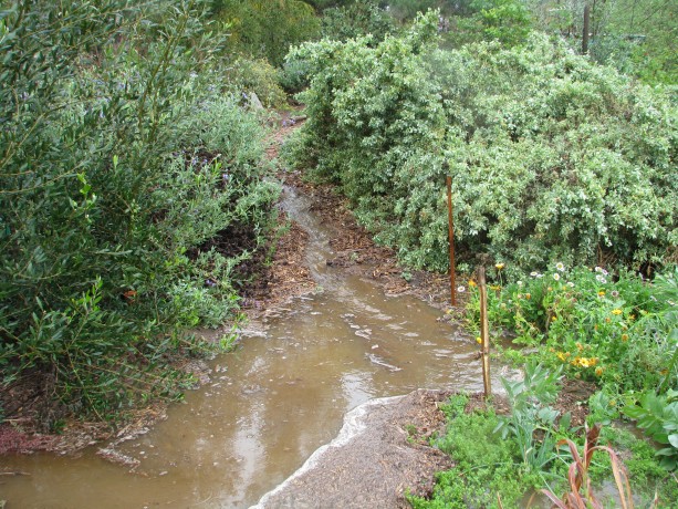 The pathway between the Mexican bush sage and quail bush became a river.  Now we know where to put new swales.