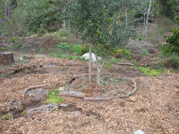 Just before the rains we'd covered this area in newspaper topped by mulch.  You can see the river of water behind the tree and the shifted mulch in front.  Strawberry plants under the olive were covered with debris.