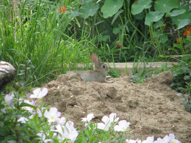 Baby bunny has been growing out his ears. He's enjoying a warm dirt bath.
