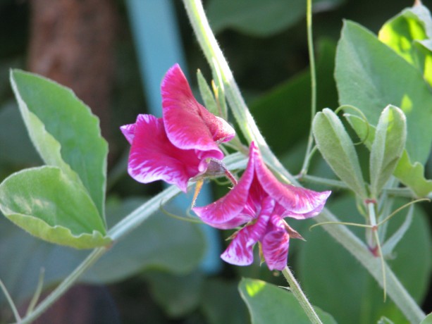 Sweet peas are still blooming.  They hold the permaculture precept of everything having three purposes: they are nitrogen fixers, they are edible, and they are gorgeous.