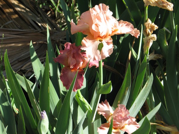 Heirloom irises from my good friend Jean are blooming.