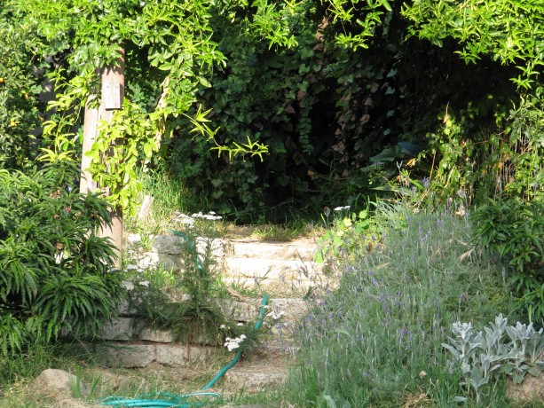 You can see the retaining wall and stairs made from urbanite peeking out from under the plants.