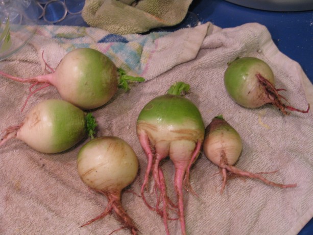 The green/white/pink outer color on the swollen roots is a little disconcerting.