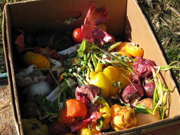 Boxes of mixed smuck were difficult to pick up and very, very juicy. Buckets are better.
