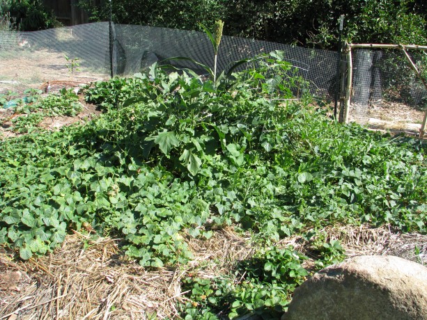 Melon vines taking over the kitchen garden... but not the melons we expected!
