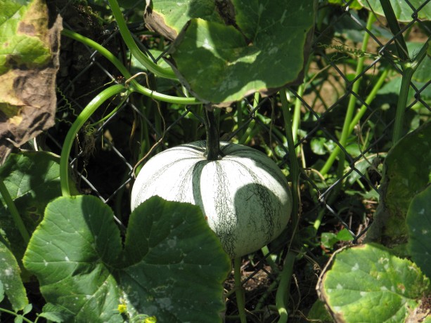 Pipian From Tuxpan squash, from Baker Creek Heirloom Organic Seeds.