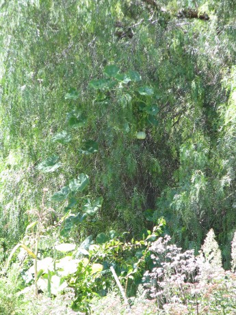 Um... that is definately a pepper tree.  But what is hanging in it?
