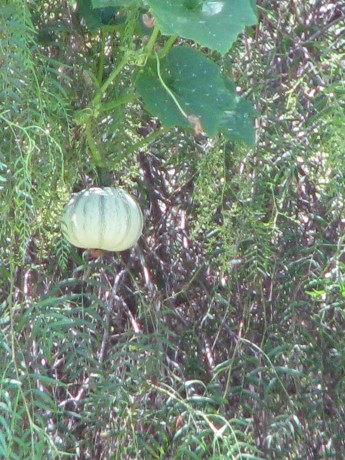 Strange fruit, indeed!