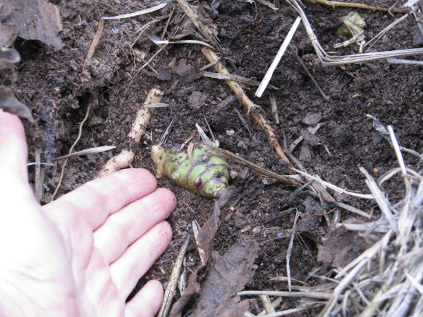 Cover green tubers back up so that they can continue growing.