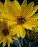 JAs have beautiful sunflower-like flowers that pollinators love.