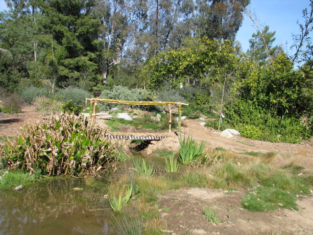 A rainwater and silt basin at the end of a series of rain catchment basins, has turned into a permanent pond.