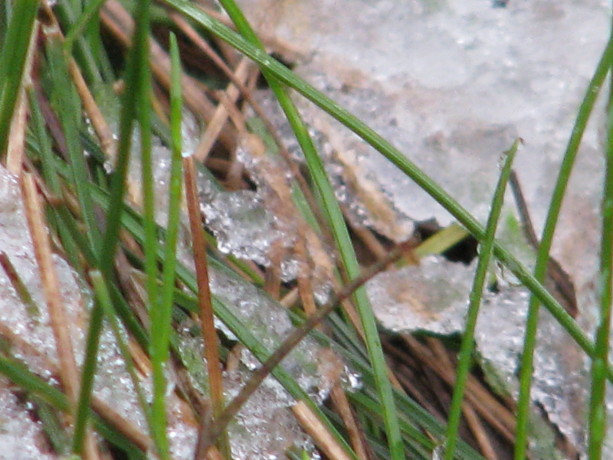 Creeping red fescue, which is an excellent soil holder and groundcover here,  just laughed at the cold.