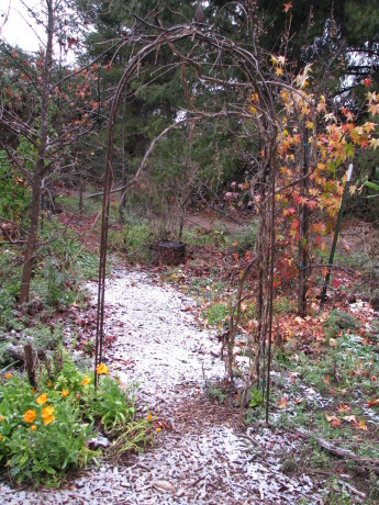 Lovely.   Liquidambers, trellis and wildflowers.