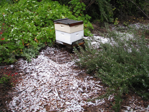 Perhaps this year we can have bees again.  Last year they all died - someone spraying in the neighborhood is my guess.