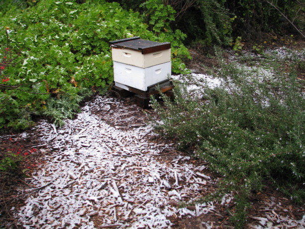 Perhaps this year we can have bees again. Last year they all died - someone spraying in the neighborhood is my guess.