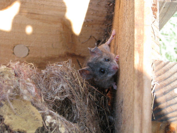I disturbed a couple of nesting mice in one of  the unused Kenya bee  hives.