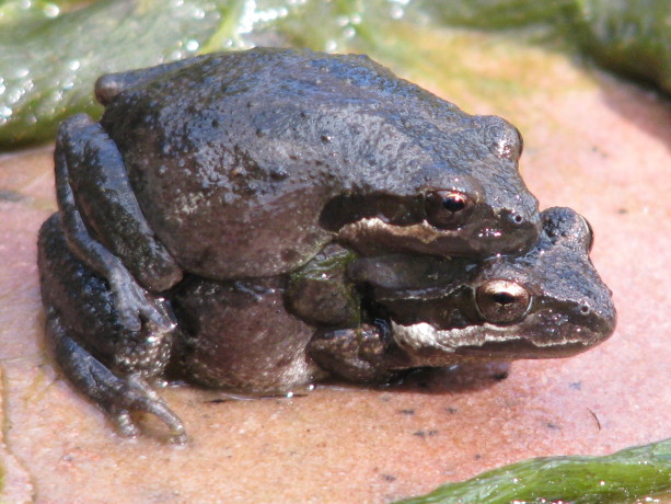 Native Pacific Chorus Frogs enjoying our clean pond at Finch Frolic Garden.