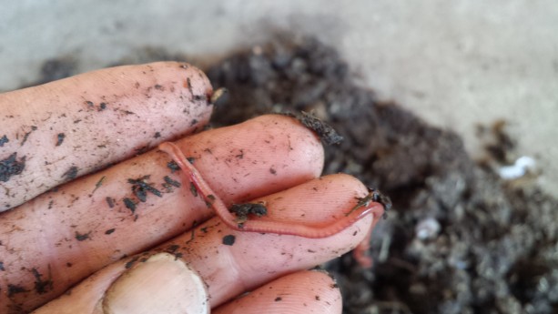 How to grow compost worms successfully!