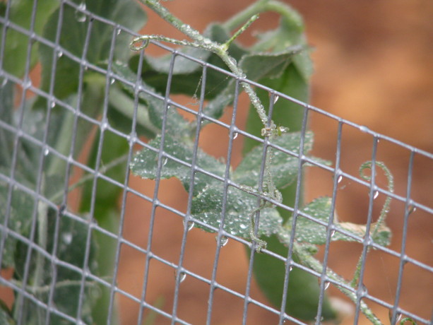 Any vertical space - wire, nets, roofs, trellises - will catch water and allow it to drip.