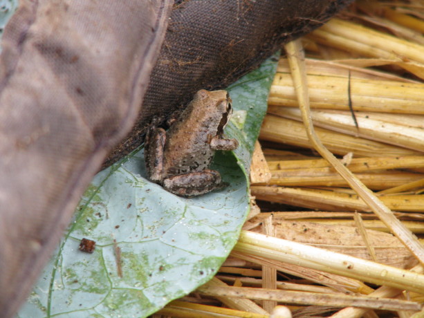 Pacific Chorus frogs are native and disappearing.  They live in your garden during the year and eat insects.