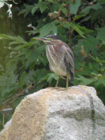 A young green heron visits a chemical-free pond.