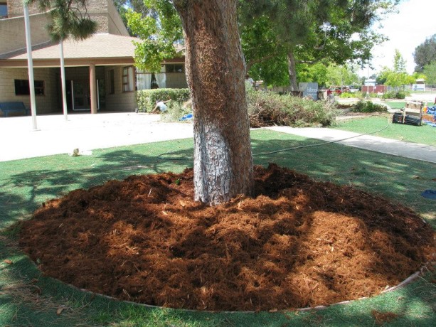 Sheet mulch around the base of the old pine.  Be sure to leave a few inches between the trunk and the mulch so as not to rot the bark.