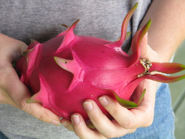 A huge dragonfruit; this kind is white inside.